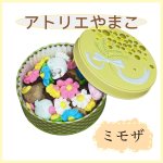 画像1: ミモザ (1)